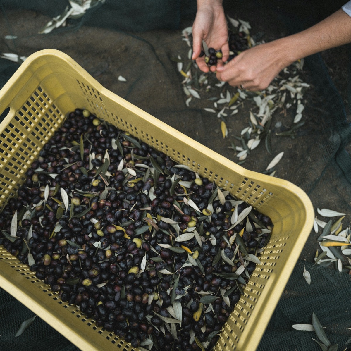 Hasat sepetinde yeni toplanmış zeytinler, arkasında zeytin ayıklayan eller