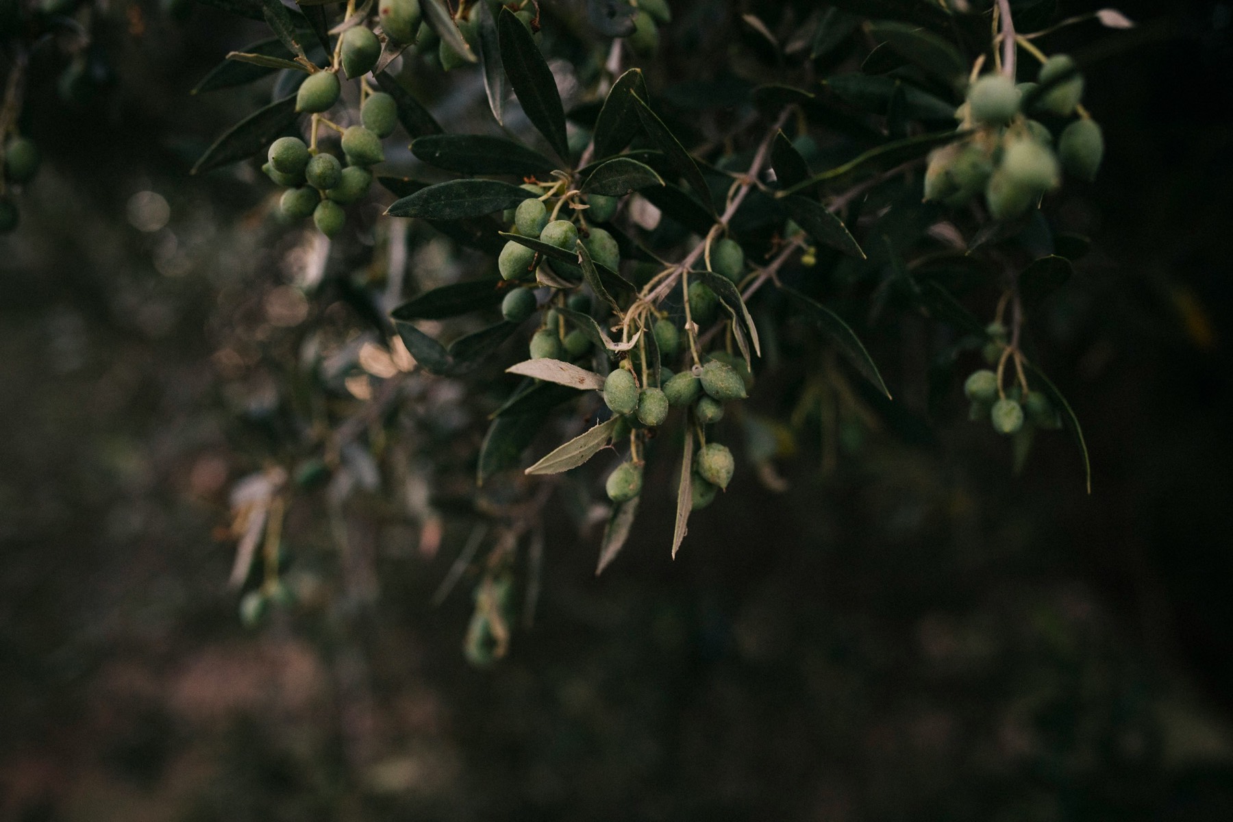 Akşam ışığında meyve tutmuş zeytin dalları