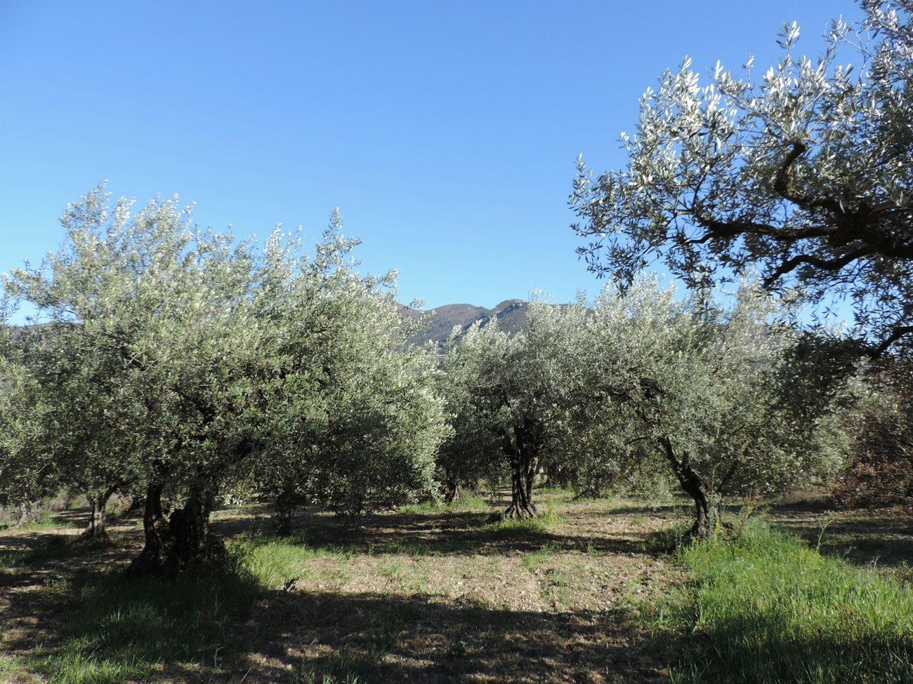 Kasabanın arkasındaki zeytin bahçesi