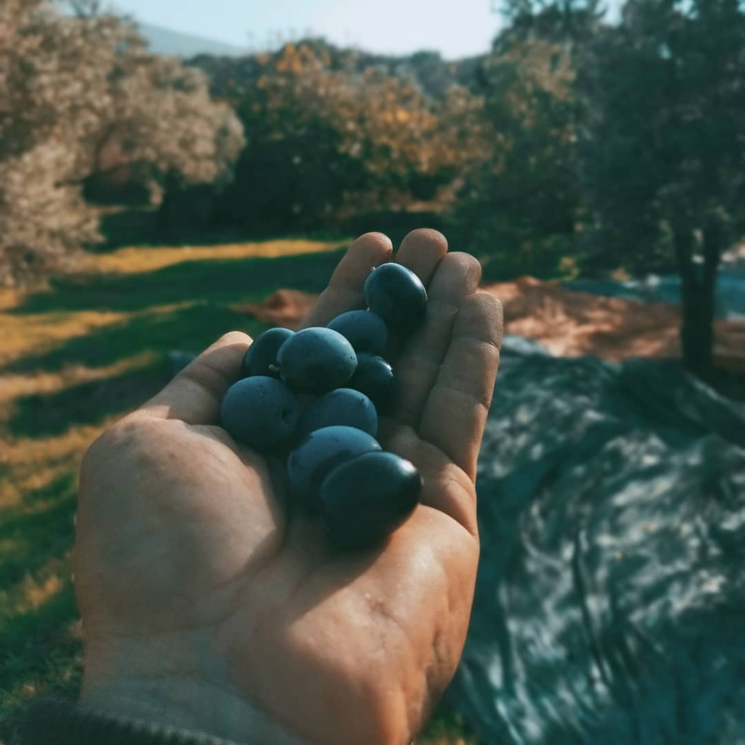 Yeni toplanmış iri taneli zeytinler bir avucun içinde